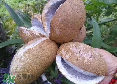 八月瓜什么時(shí)候成熟？八月瓜什么時(shí)候種植