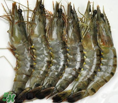 草蝦的營(yíng)養(yǎng)價(jià)值 吃草蝦的好處 草蝦的營(yíng)養(yǎng)價(jià)值 吃草蝦的好處