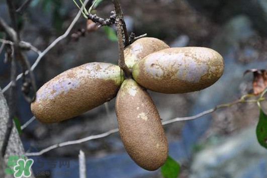 預(yù)知子怎么吃？預(yù)知子作用和功效是什么