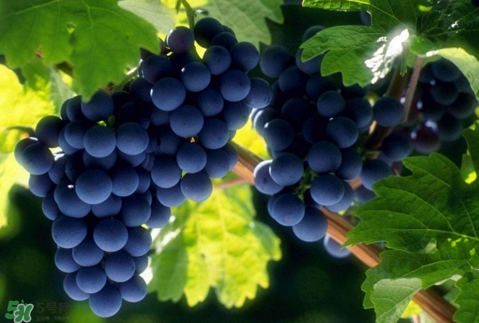 秋天吃什么養(yǎng)生？秋天養(yǎng)生食譜