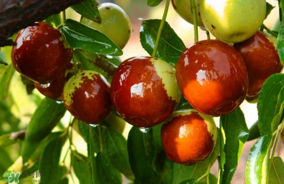 秋天有什么水果？秋天適宜吃的水果