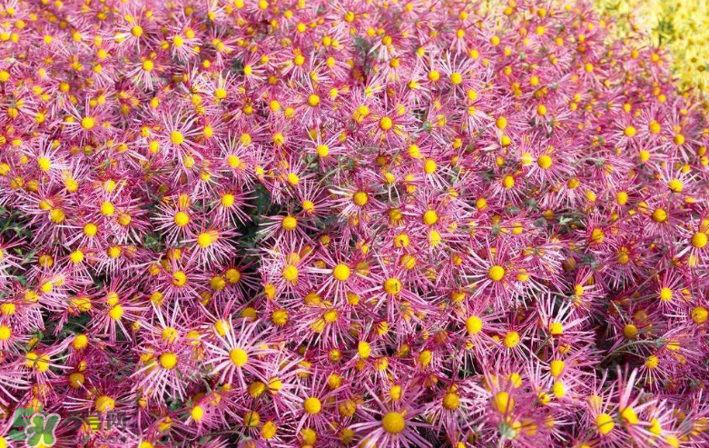 秋天開花嗎？秋天的花有哪些？