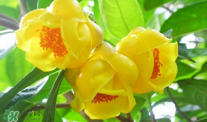 秋天開花嗎？秋天的花有哪些？