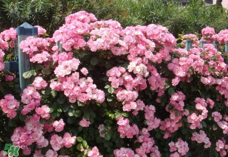 秋天開花嗎？秋天的花有哪些？