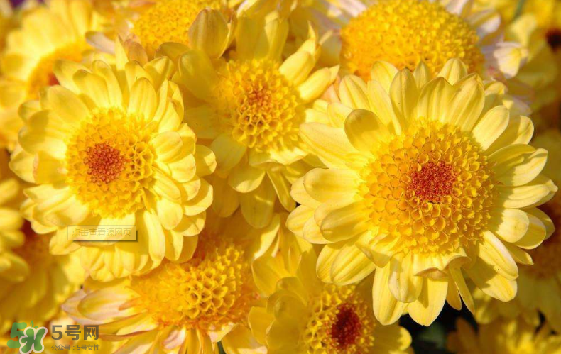 秋天開花嗎？秋天的花有哪些？