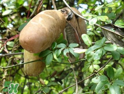 預(yù)知子果為什么種的人少？預(yù)知子和八月扎有區(qū)別嗎