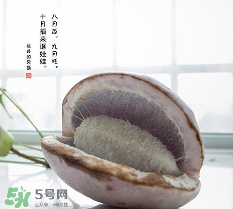 八月瓜可以泡酒嗎？八月瓜可以治乙肝嗎