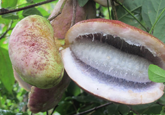 八月瓜的籽能吃嗎？八月瓜的籽可以種嗎