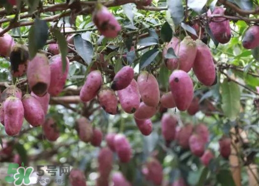 八月瓜能吃嗎？八月瓜到底有什么價(jià)值？