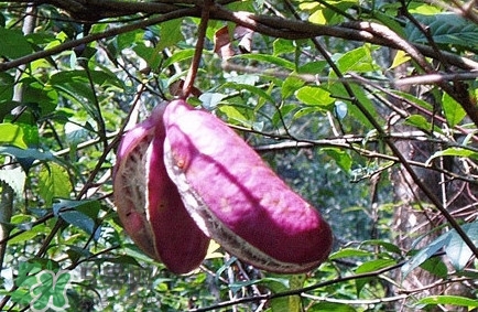 八月瓜怎么吃？八月瓜好吃嗎