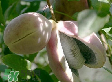 八月瓜適合哪里種植？八月瓜的種植技術(shù)