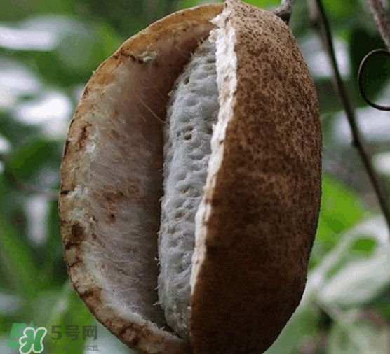 預(yù)知子果為什么種的人少？預(yù)知子和八月扎有區(qū)別嗎