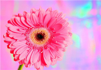 秋天開花嗎？秋天的花有哪些？