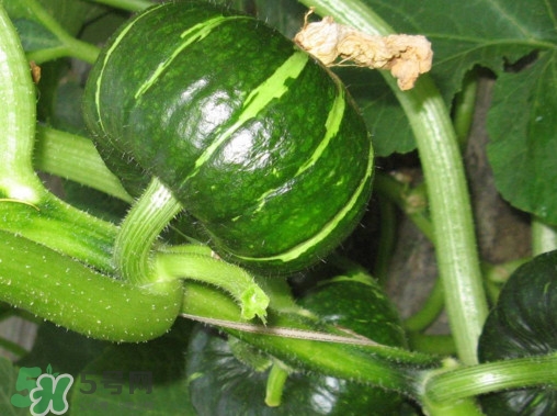 貝貝南瓜蒸多久能吃？貝貝南瓜和普通南瓜有什么區(qū)別