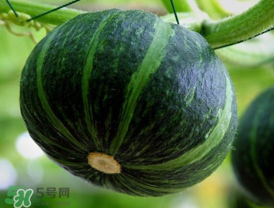 貝貝南瓜什么時(shí)候種植？貝貝南瓜什么時(shí)候上市