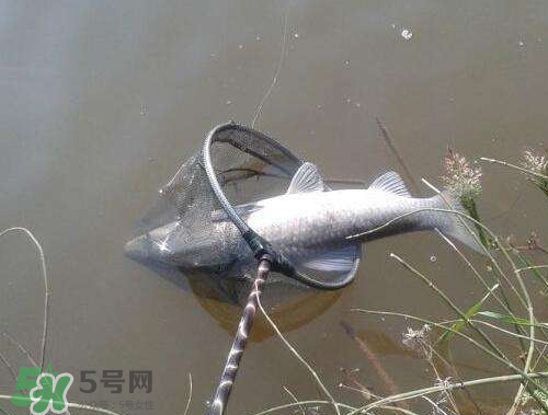 青魚怎么釣？釣青魚用什么餌料最好？