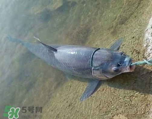 青魚怎么釣？釣青魚用什么餌料最好？
