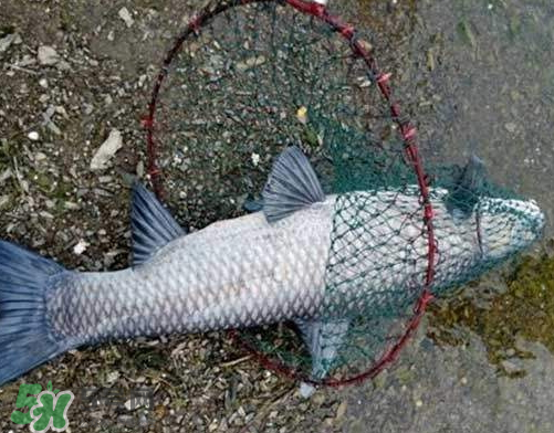 青魚怎么釣？釣青魚用什么餌料最好？