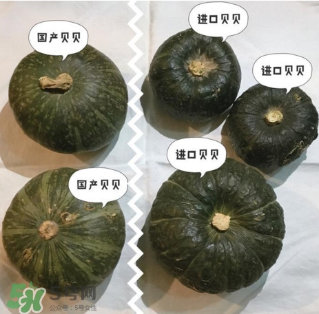 貝貝南瓜怎么挑選？貝貝南瓜有假的嗎