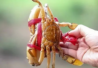 黃油蟹放冰箱能放多久？黃油蟹怎么挑選