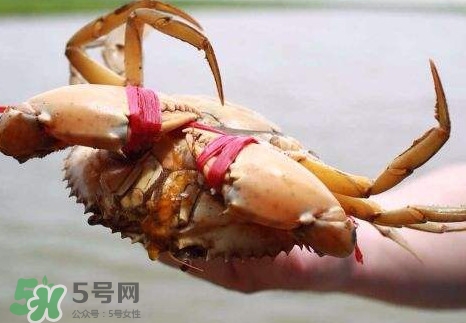 黃油蟹的選蟹標(biāo)準(zhǔn)是什么？黃油蟹的等級(jí)分類