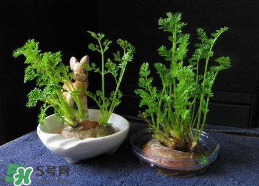 蘿卜纓能吃嗎？蘿卜纓怎么做好吃