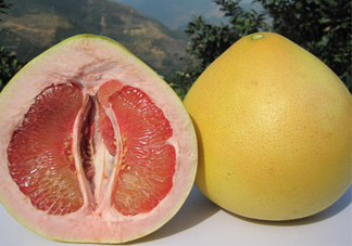 紅心蜜柚是不是轉(zhuǎn)基因？蜜柚是哪個(gè)地方的特產(chǎn)