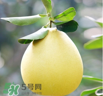 紅心蜜柚是不是轉基因？蜜柚是哪個地方的特產