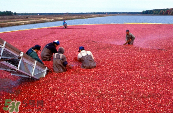 蔓越莓是長在水里的嗎？蔓越莓生長在哪里的