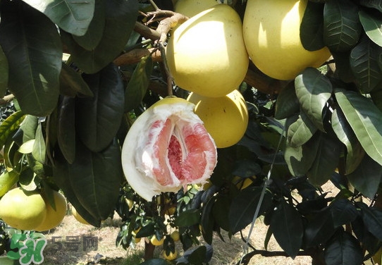 蜜柚怎么挑選？蜜柚怎么保存