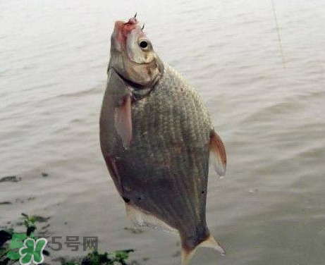 武昌魚怎么釣？釣武昌魚用什么餌料？