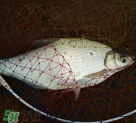 武昌魚怎么釣？釣武昌魚用什么餌料？