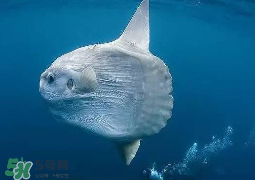 翻車魚是什么魚？翻車魚為什么叫翻車魚