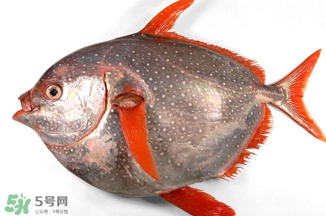 月亮魚是什么魚？月亮魚能吃嗎