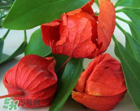 紅姑娘能治療糖尿病嗎？紅姑娘能治什么病？