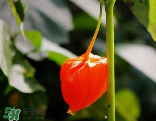 紅姑娘能治療糖尿病嗎？紅姑娘能治什么病？