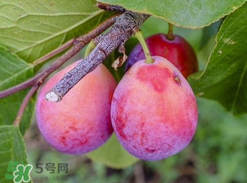 西梅熱量高嗎？西梅可以減肥嗎？