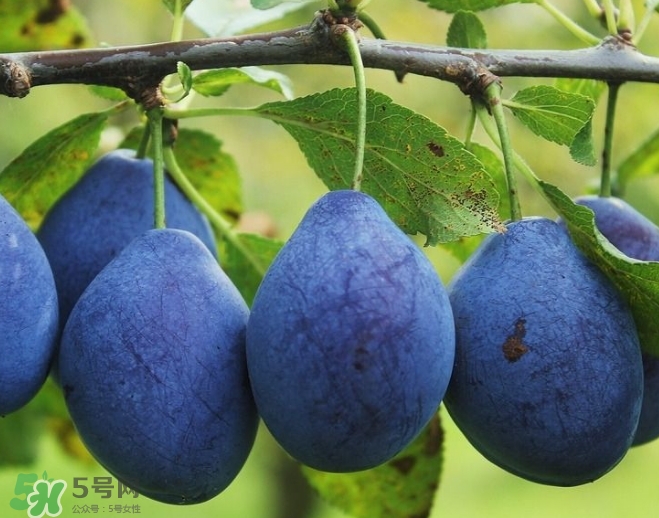 新鮮西梅皮可以吃嗎？西梅皮的功效與作用