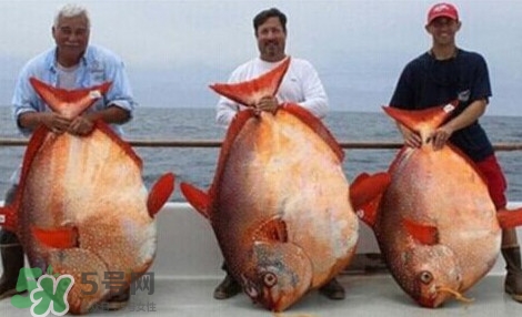 月亮魚是什么魚？月亮魚能吃嗎