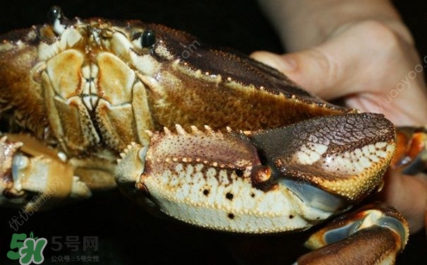 螃蟹吃什么食物長得大？十月份吃什么螃蟹？