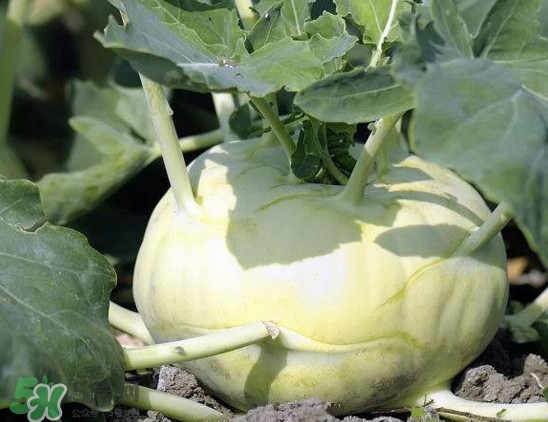 四川大頭菜學名叫什么？大頭菜又叫什么菜