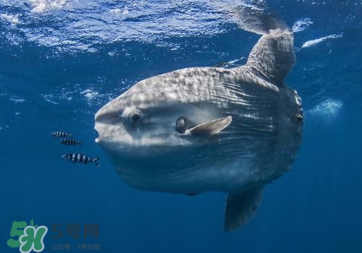 翻車魚是什么魚？翻車魚為什么叫翻車魚
