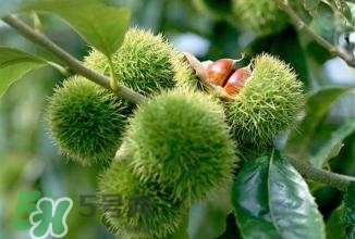 糖炒栗子怎么保存？糖炒栗子怎么容易剝殼？