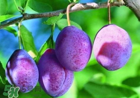 西梅汁怎么做？西梅汁的功效與作用 