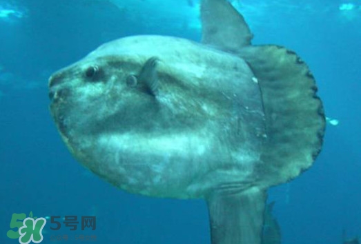 翻車魚能吃嗎？翻車魚有毒嗎