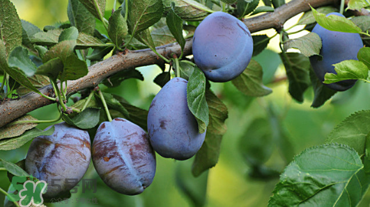 西梅軟的好吃還是硬的好吃？西梅軟的是壞了嗎？