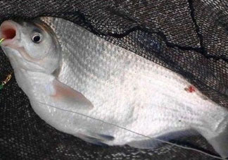 武昌魚怎么釣？釣武昌魚用什么餌料？