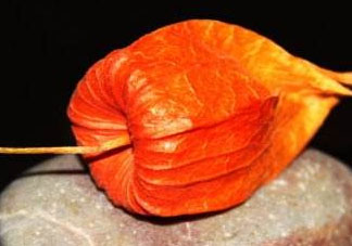 紅姑娘皮泡水治咽炎嗎？紅姑娘皮泡水的副作用