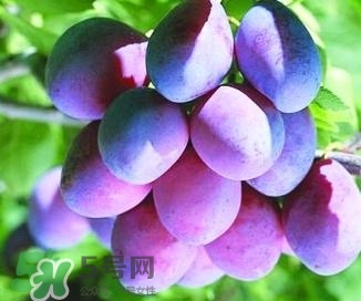 西梅軟的好吃還是硬的好吃？西梅軟的是壞了嗎？