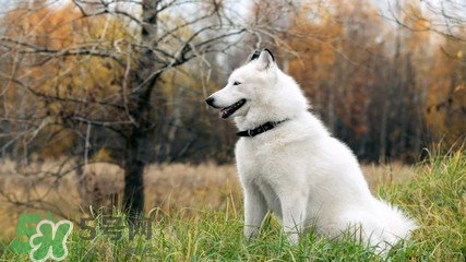 洋蔥狗狗能吃嗎？狗狗吃了洋蔥怎么辦？